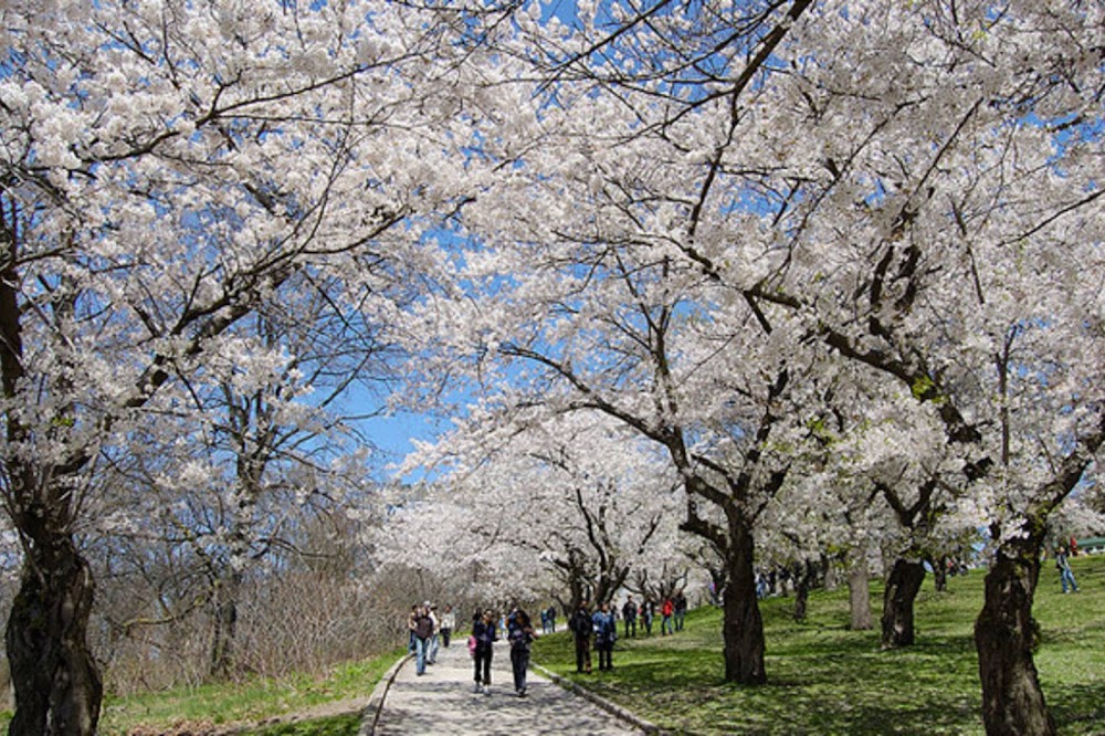 High Park küçük fotoğraf 3