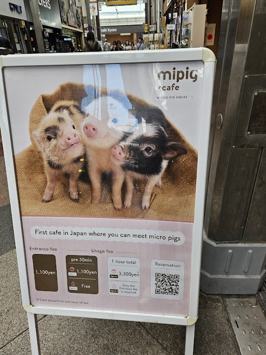 mipig cafe 京都店 küçük fotoğraf 4