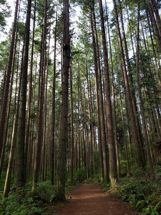 Pacific Spirit Regional Park küçük fotoğraf 3
