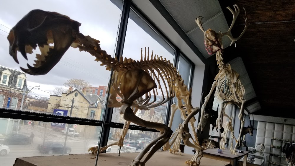 Prehistoria Museum & SkullStore Oddity Shop küçük fotoğraf 2