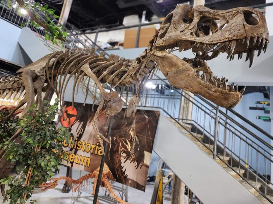 Prehistoria Museum & SkullStore Oddity Shop küçük fotoğraf 3