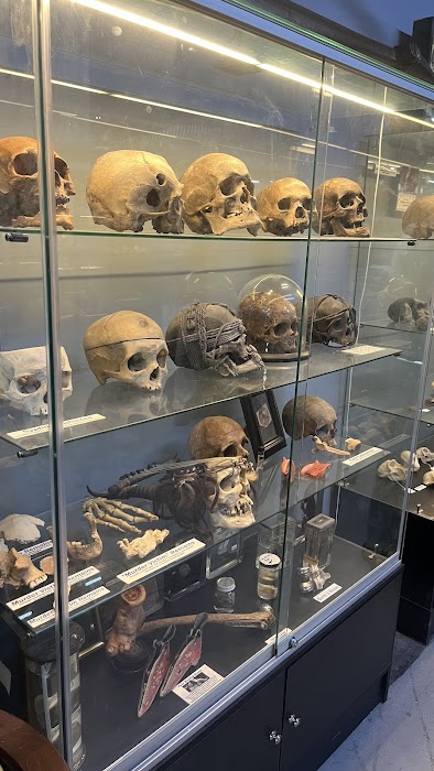 Prehistoria Museum & SkullStore Oddity Shop küçük fotoğraf 4