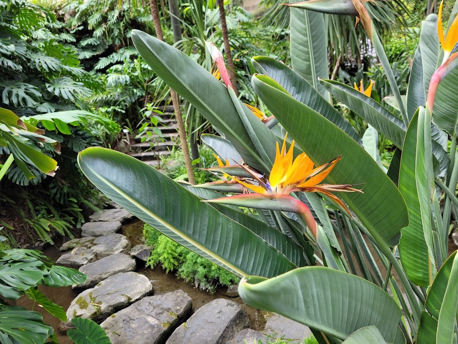 Estufa Fria küçük fotoğraf 4
