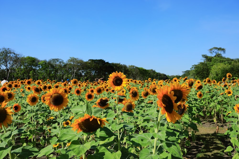 Wachirabenchathat Park (State Railway Park) küçük fotoğraf 4