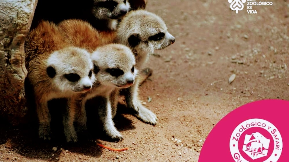 Zoológico Guadalajara küçük fotoğraf 2