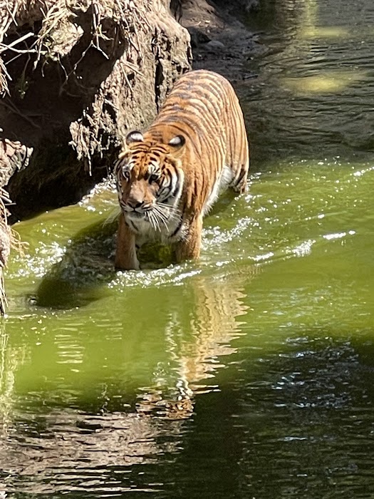 Zoológico Guadalajara küçük fotoğraf 4