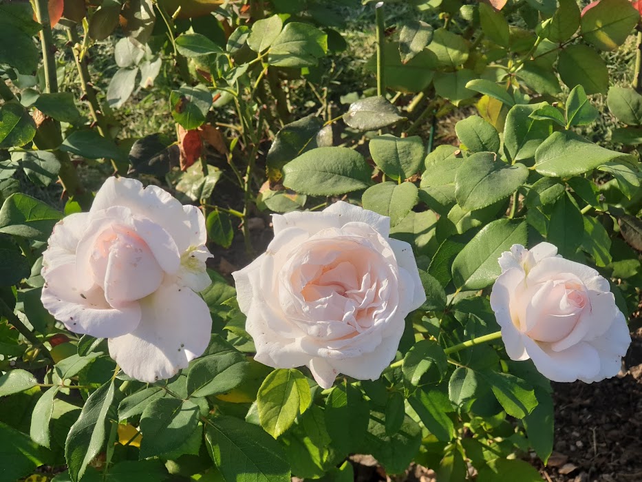 Roseto comunale küçük fotoğraf 2