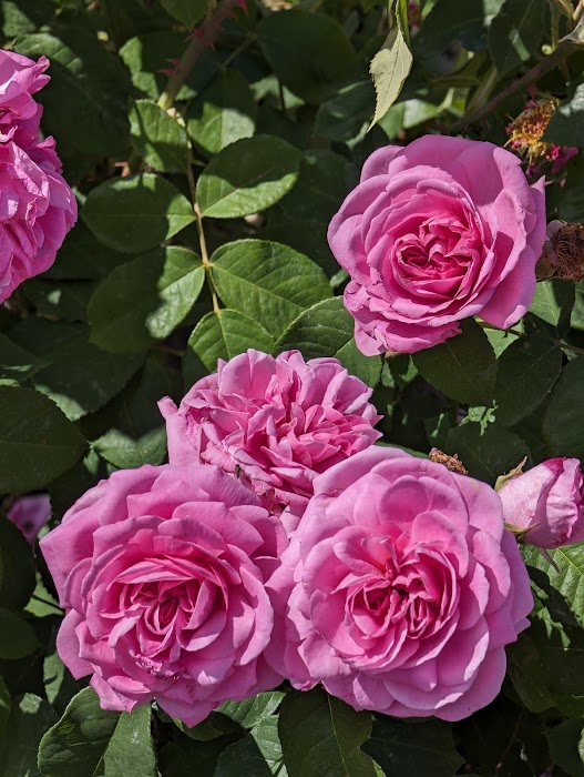 Roseto comunale küçük fotoğraf 4