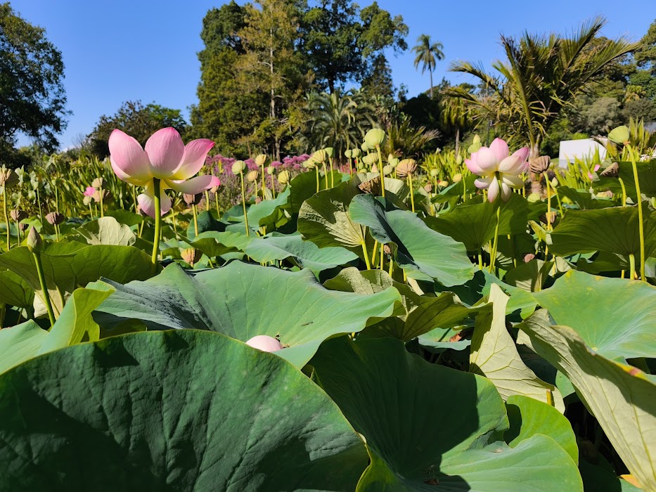 Royal Botanic Gardens Victoria - Melbourne Gardens küçük fotoğraf 4
