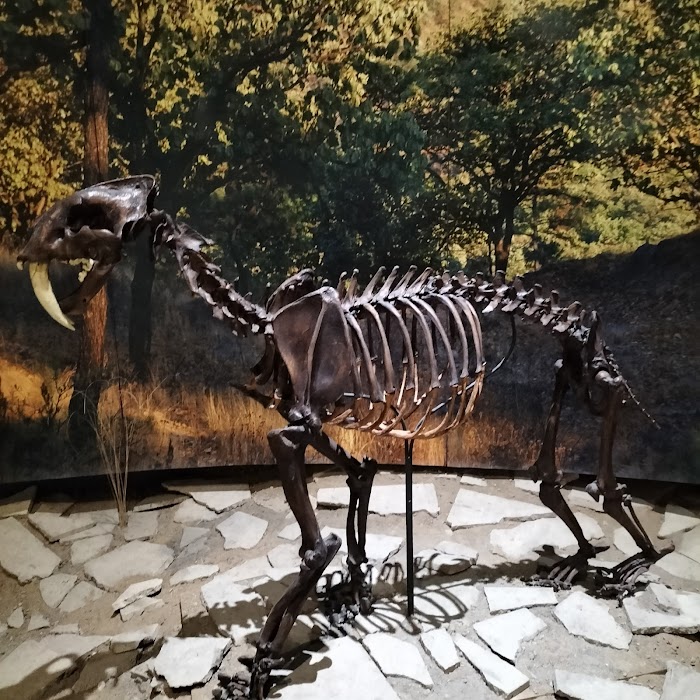 Museo de Paleontología de Guadalajara küçük fotoğraf 2