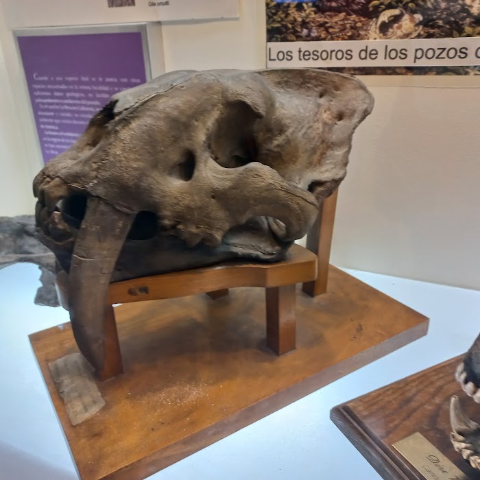 Museo de Paleontología de Guadalajara küçük fotoğraf 4