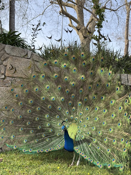 Palácio de Cristal küçük fotoğraf 2
