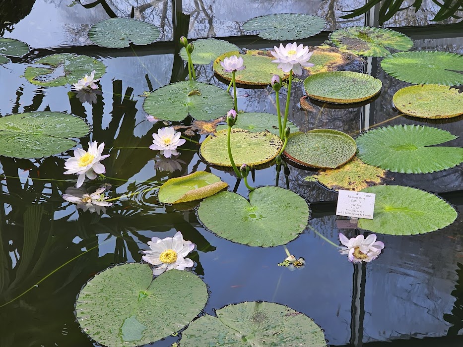 Botanischer Garten Frankfurt küçük fotoğraf 3