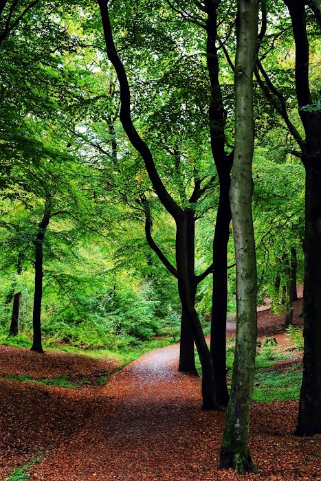 Tandle Hill Country Park küçük fotoğraf 2