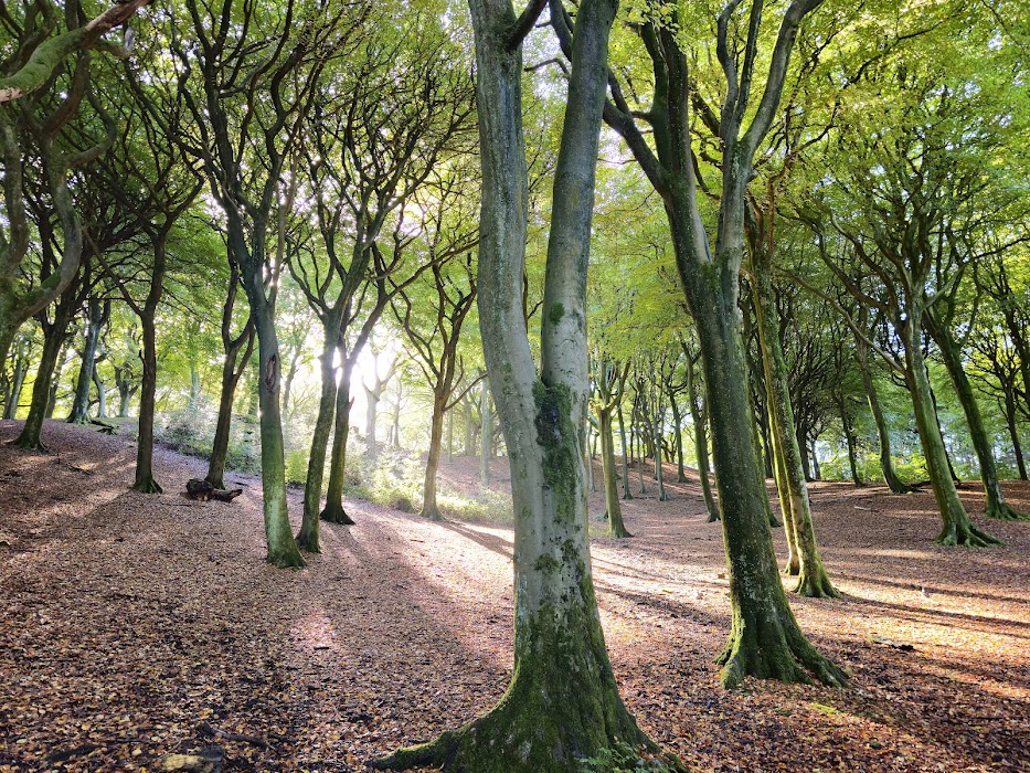 Tandle Hill Country Park küçük fotoğraf 3