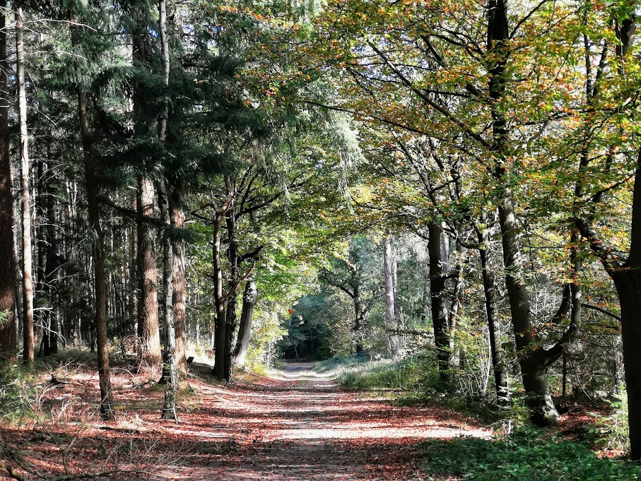Grenspark Kalmthoutse Heide küçük fotoğraf 4