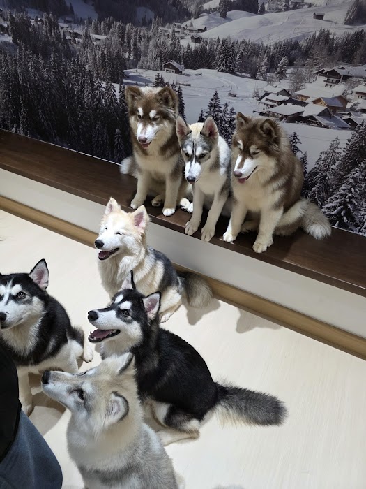 Husko Asia küçük fotoğraf 3