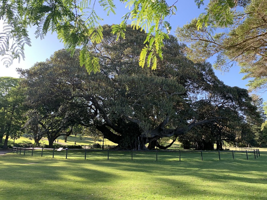 Royal Botanic Garden Sydney küçük fotoğraf 4