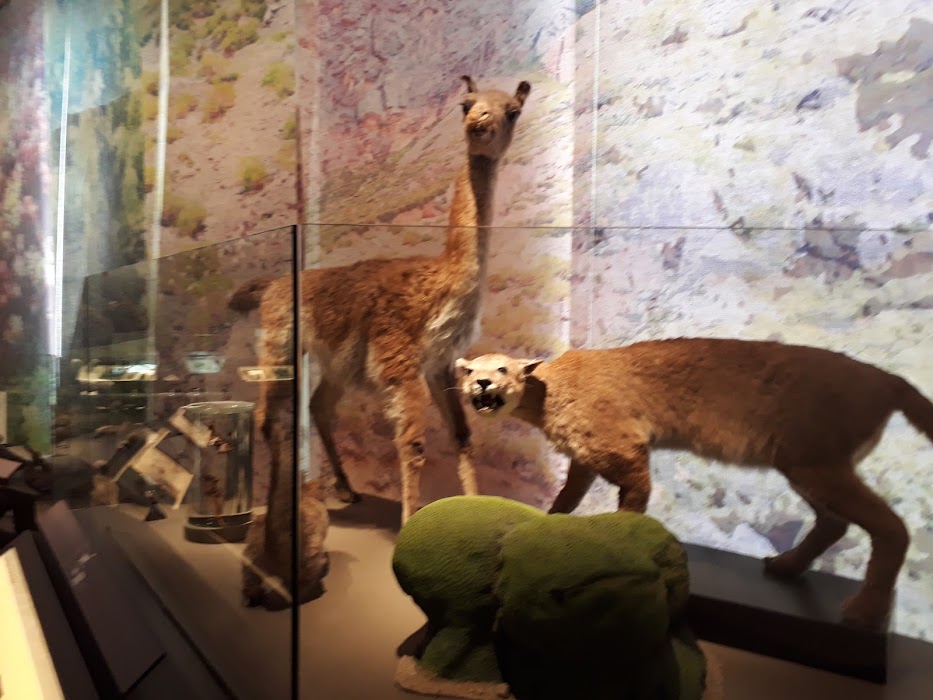 Museo de Historia Natural de Valparaíso küçük fotoğraf 3