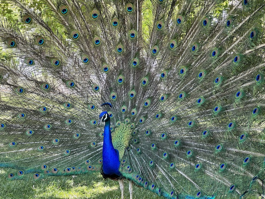 Floyd Lamb Park küçük fotoğraf 4