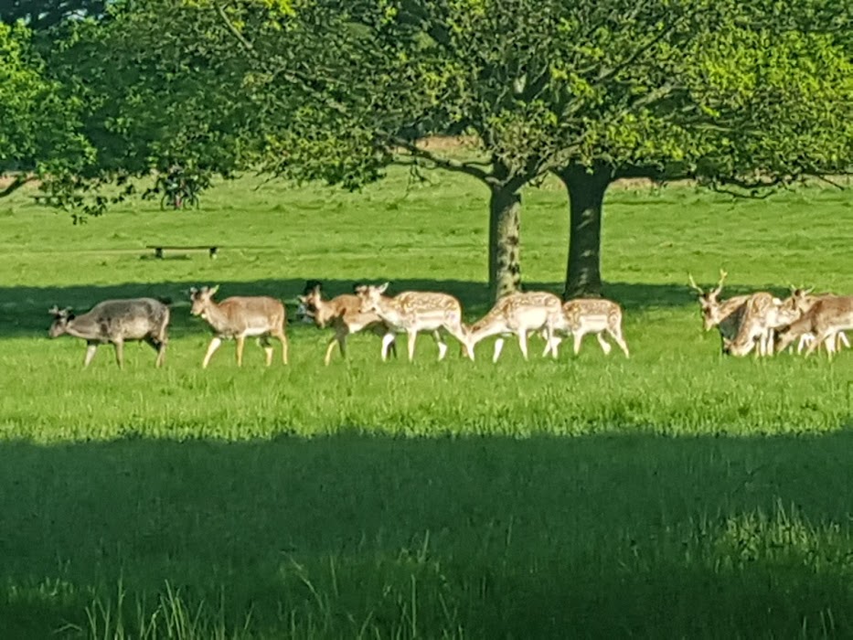Richmond Park küçük fotoğraf 3