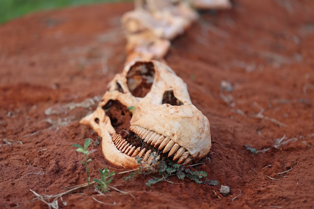 Museu de Biologia - UnB küçük fotoğraf 4