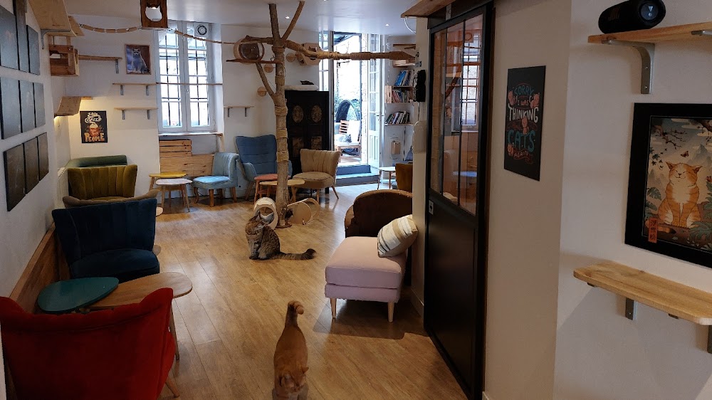 Le Comptoir Des Chats (enfants à partir de 10 ans) küçük fotoğraf 4