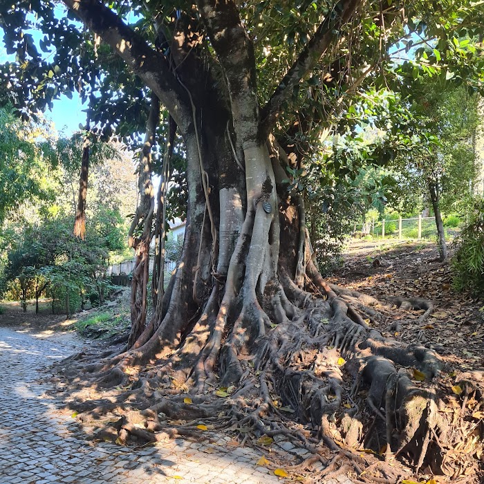 Mata do Jardim Botânico da Universidade de Coimbra küçük fotoğraf 4
