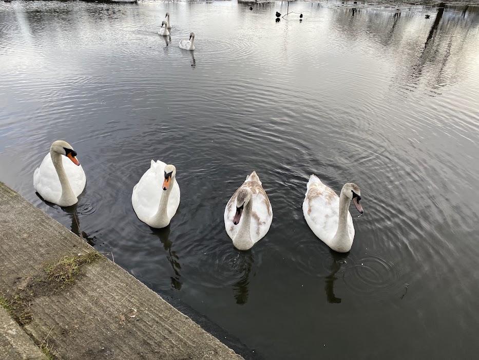 Inverleith Park küçük fotoğraf 4