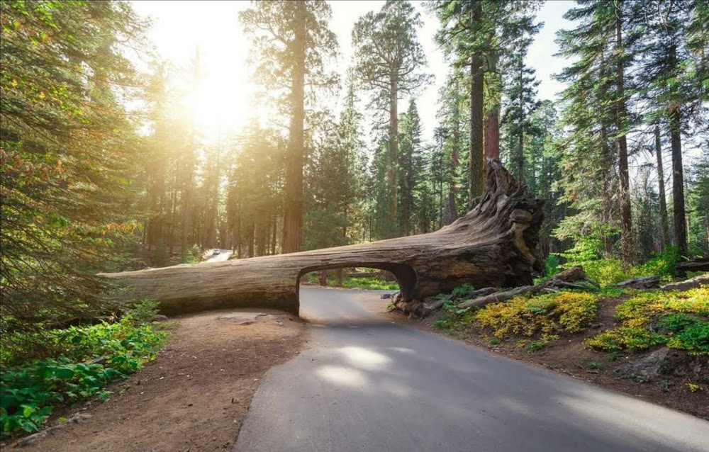 Sequoia National Park küçük fotoğraf 4