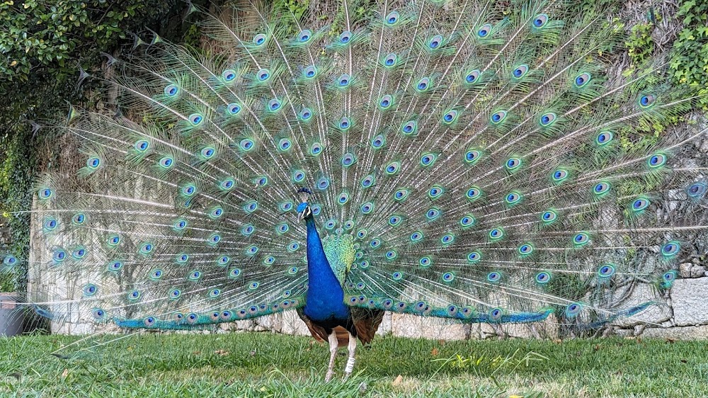 Torreão do Jardim do Palácio küçük fotoğraf 3