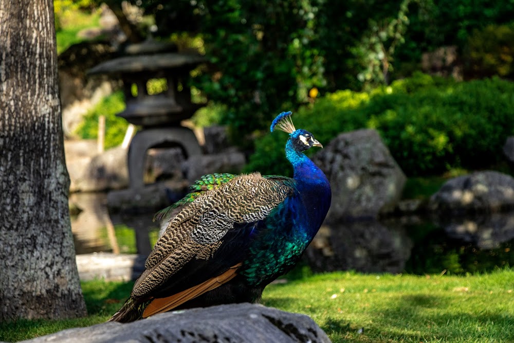 Kyoto Garden küçük fotoğraf 3