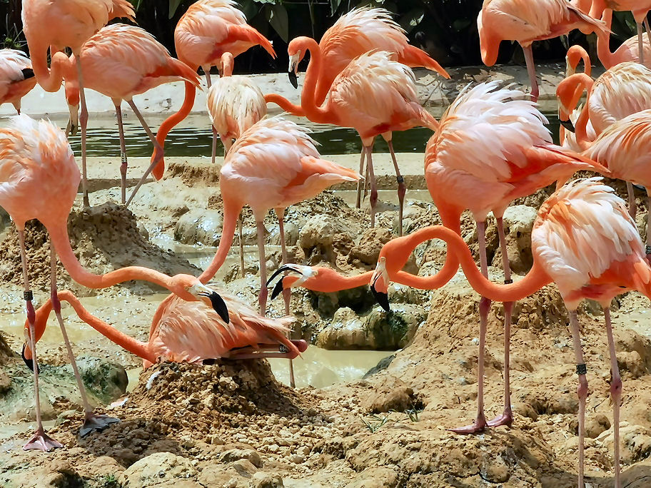 Bird Paradise küçük fotoğraf 2