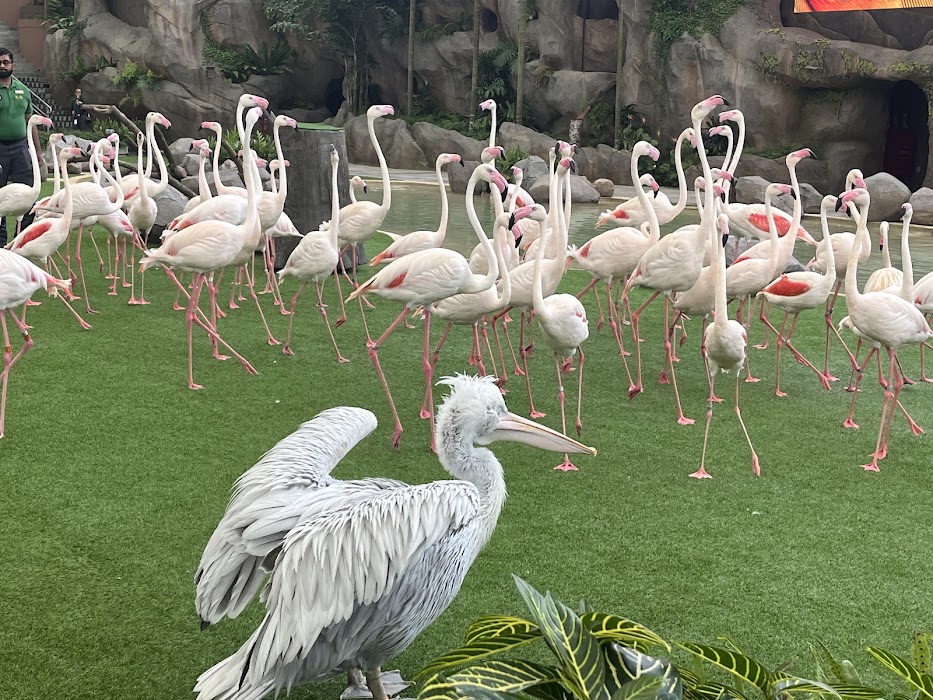 Bird Paradise küçük fotoğraf 4