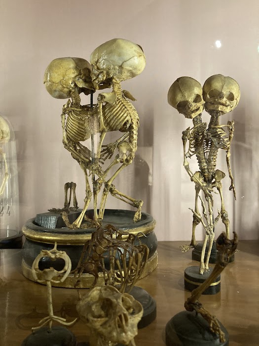 MUSA - Museo Universitario delle Scienze e delle Arti küçük fotoğraf 2