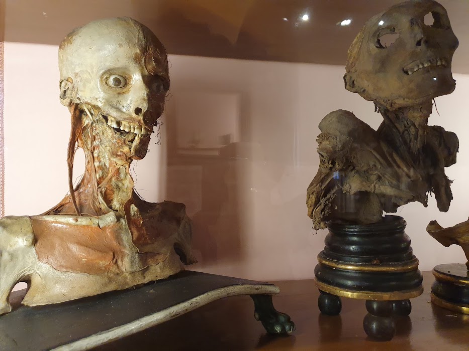 MUSA - Museo Universitario delle Scienze e delle Arti küçük fotoğraf 3