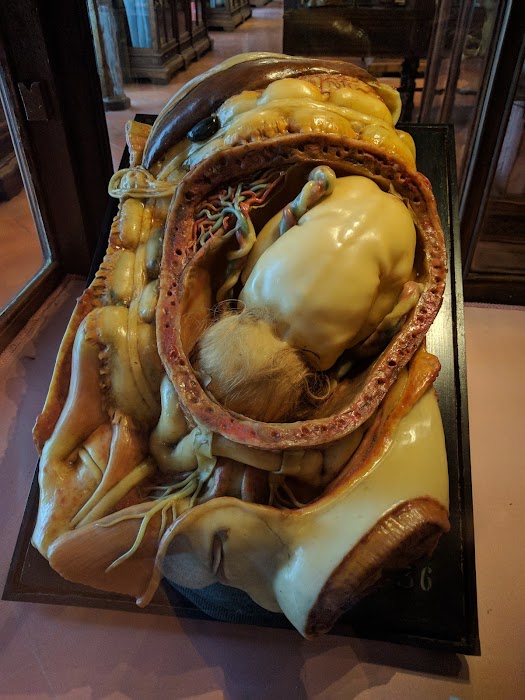 MUSA - Museo Universitario delle Scienze e delle Arti küçük fotoğraf 4