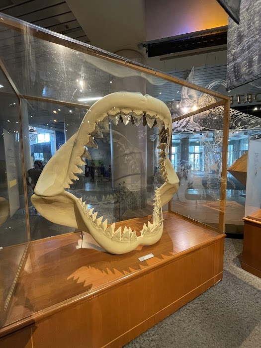 North Carolina Museum of Natural Sciences küçük fotoğraf 4