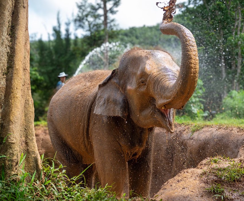 Phuket Elephant Nature Reserve küçük fotoğraf 2