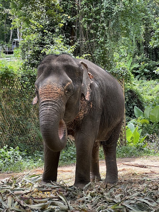 Phuket Elephant Nature Reserve küçük fotoğraf 3