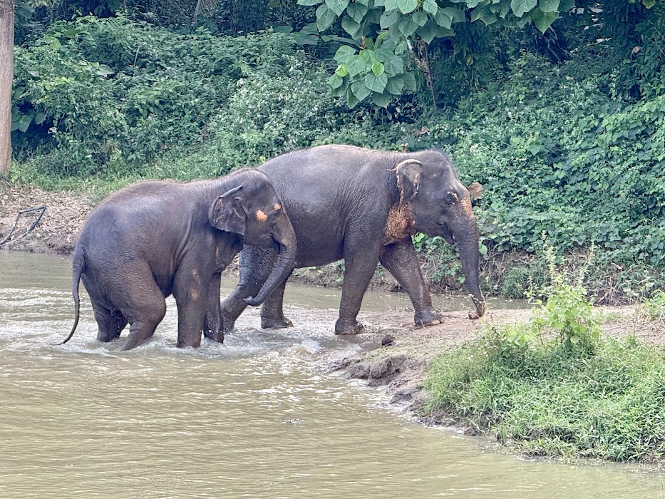 Phuket Elephant Nature Reserve küçük fotoğraf 4