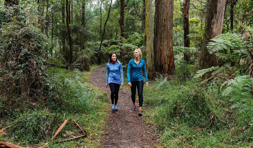 Dandenong Ranges National Park küçük fotoğraf 2