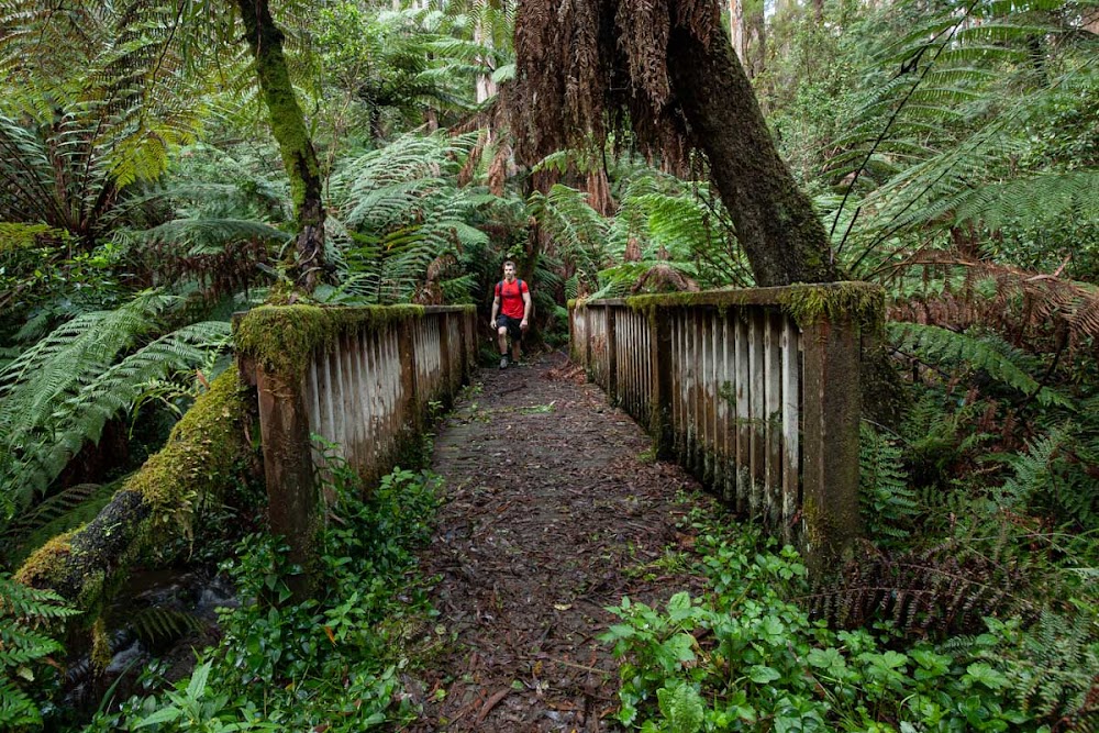 Dandenong Ranges National Park küçük fotoğraf 4