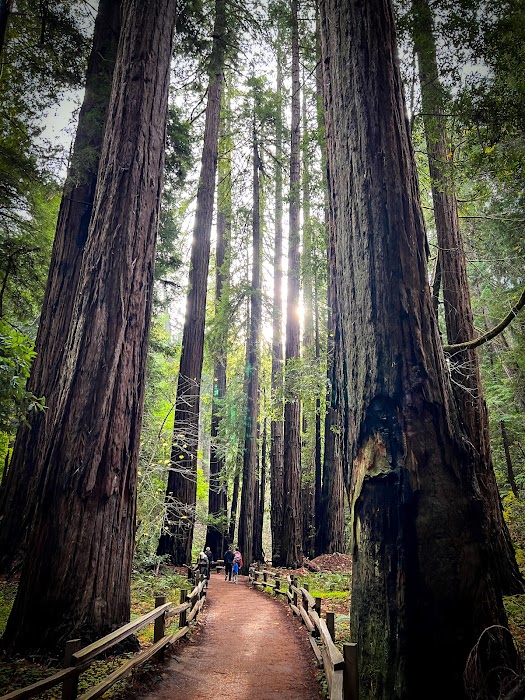 Muir Woods National Monument küçük fotoğraf 2