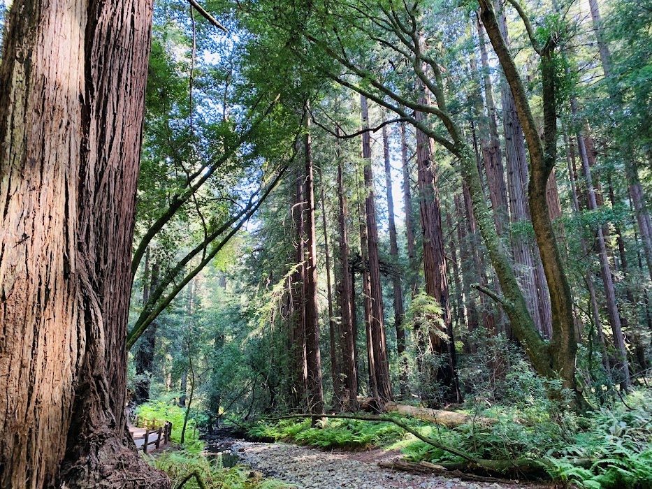 Muir Woods National Monument küçük fotoğraf 4