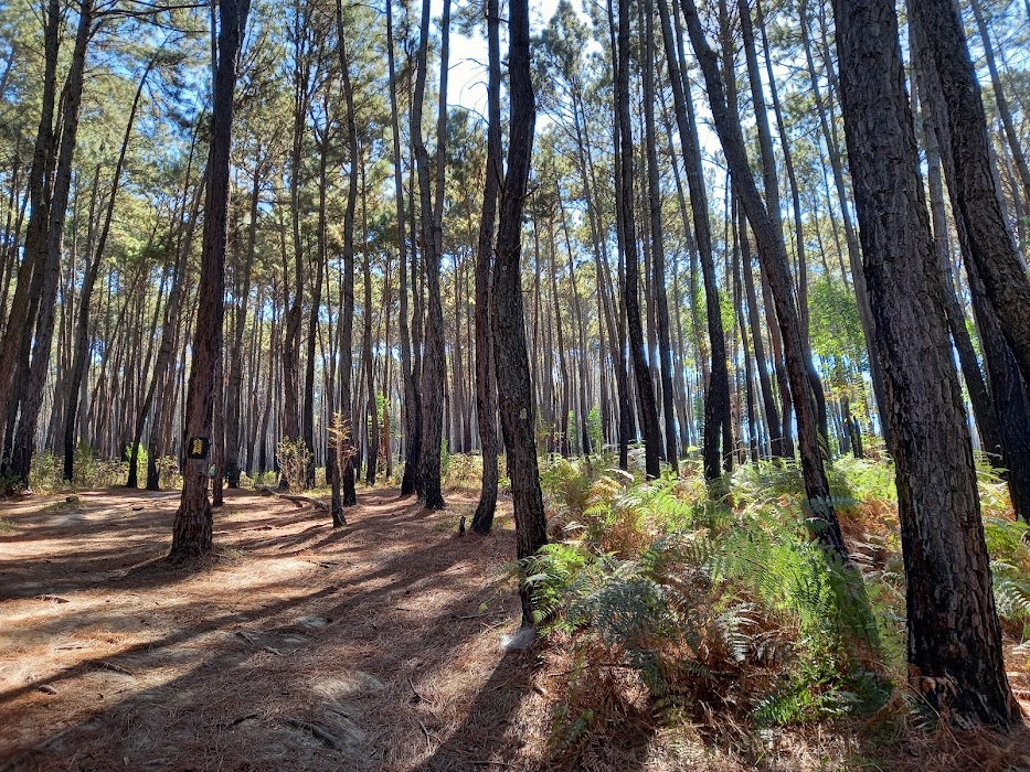 Floresta Nacional de Brasília küçük fotoğraf 3