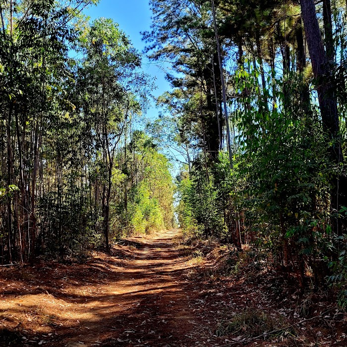 Floresta Nacional de Brasília küçük fotoğraf 4