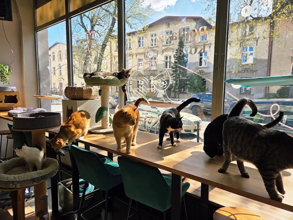 Kotka Cafe (dla 14+) küçük fotoğraf 2