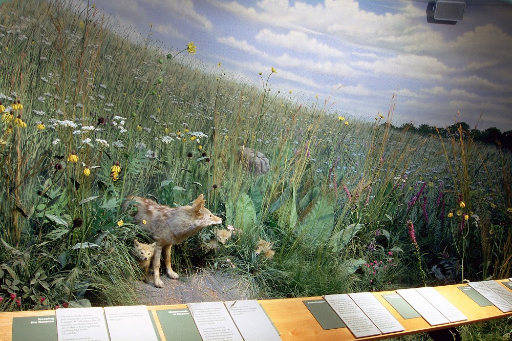 Peggy Notebaert Nature Museum küçük fotoğraf 3