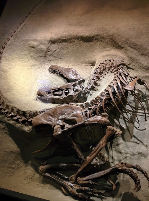Royal Tyrrell Museum küçük fotoğraf 4